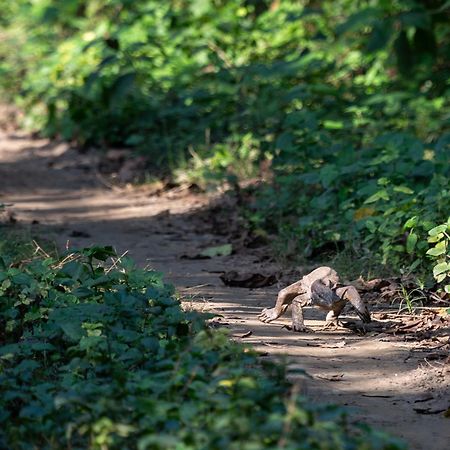 Sanctuary Chitwan National Park จิตวัน ภายนอก รูปภาพ