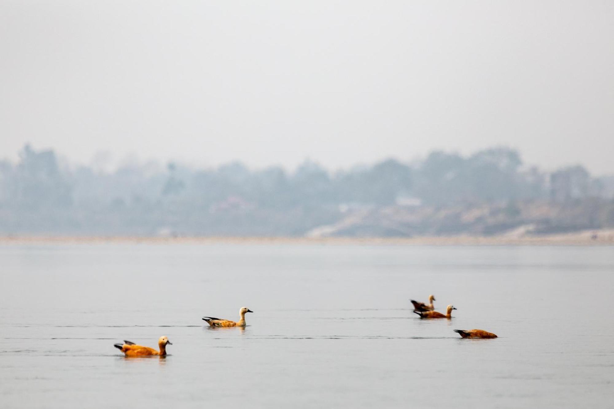 Sanctuary Chitwan National Park Hotel ภายนอก รูปภาพ