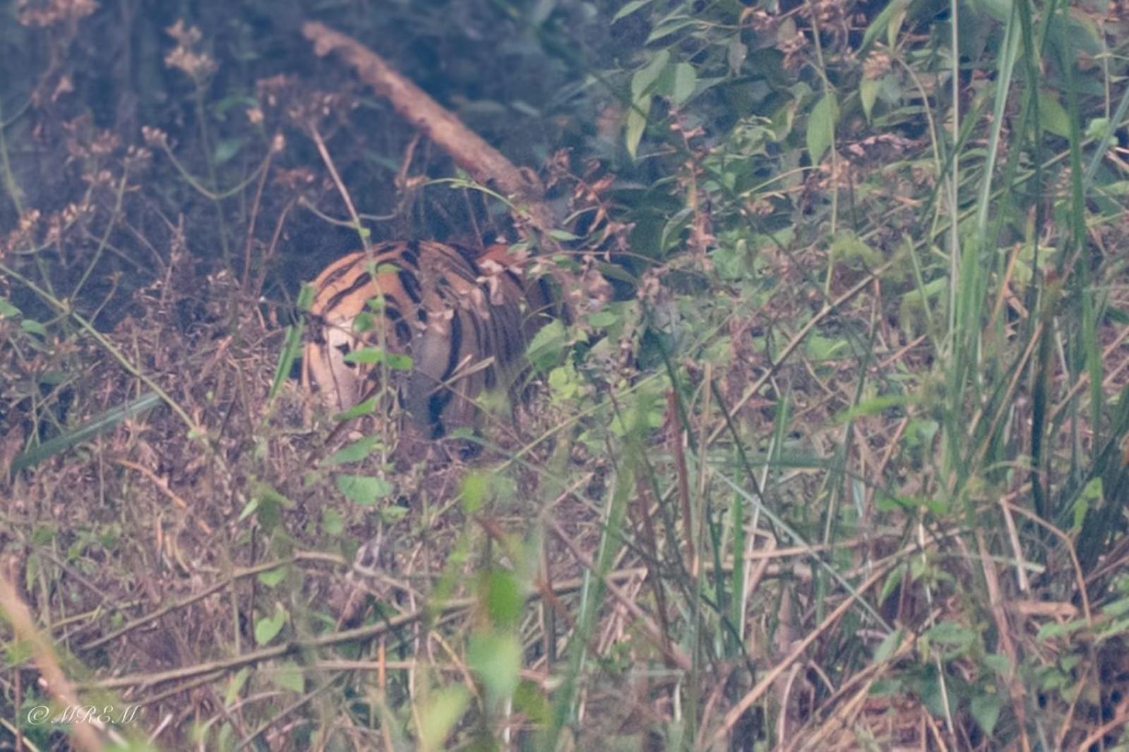 Sanctuary Chitwan National Park จิตวัน ภายนอก รูปภาพ