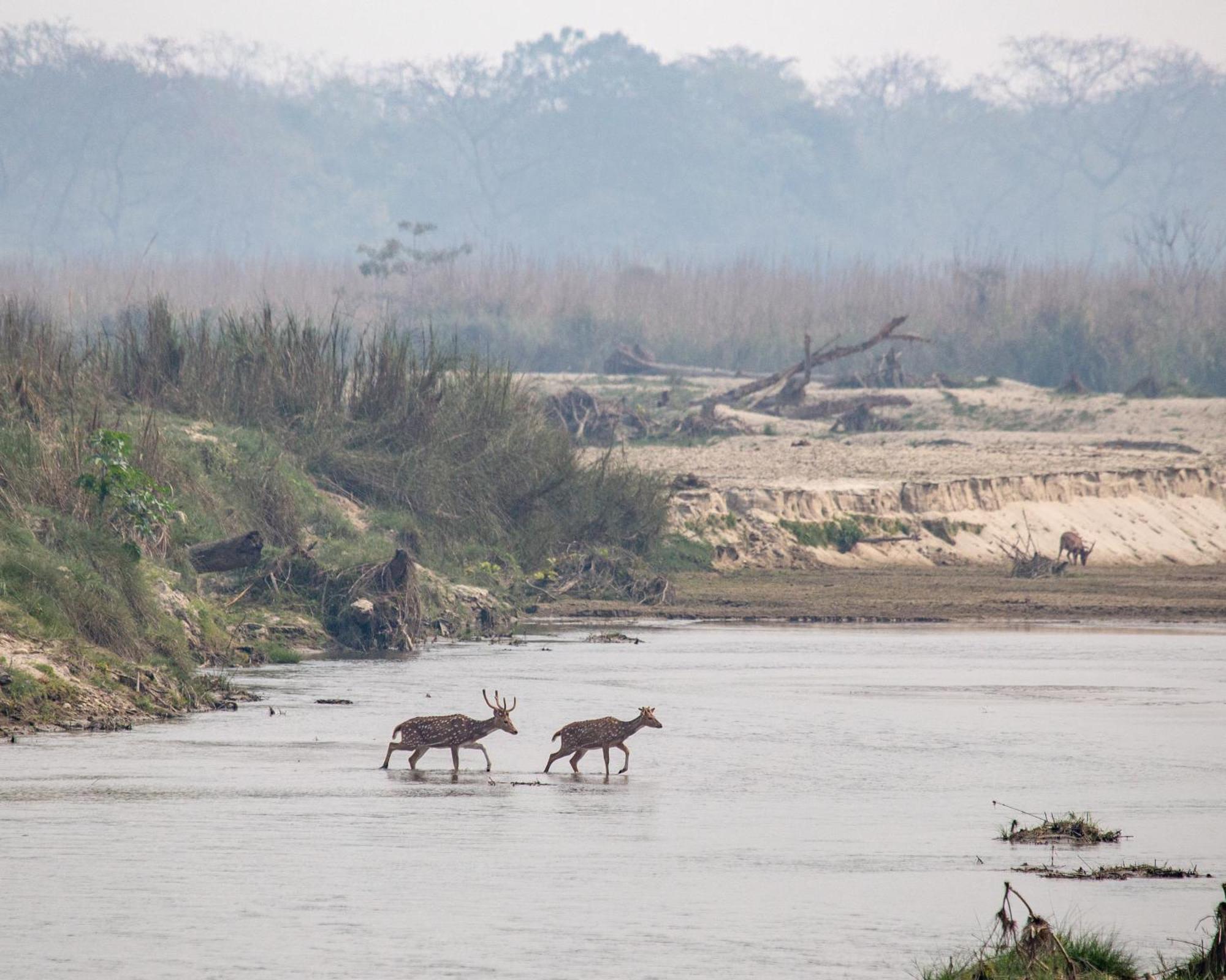 Sanctuary Chitwan National Park จิตวัน ภายนอก รูปภาพ