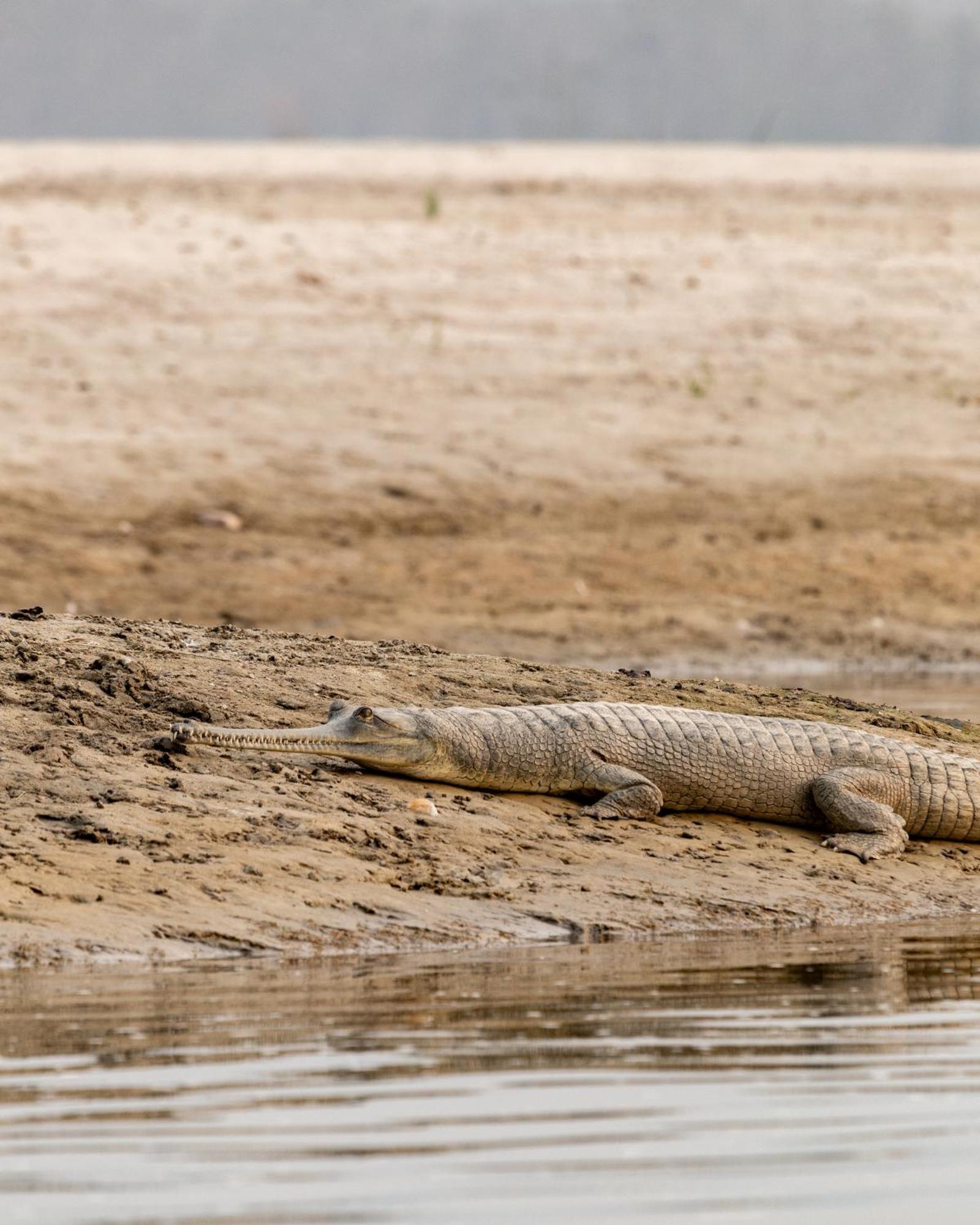 Sanctuary Chitwan National Park จิตวัน ภายนอก รูปภาพ
