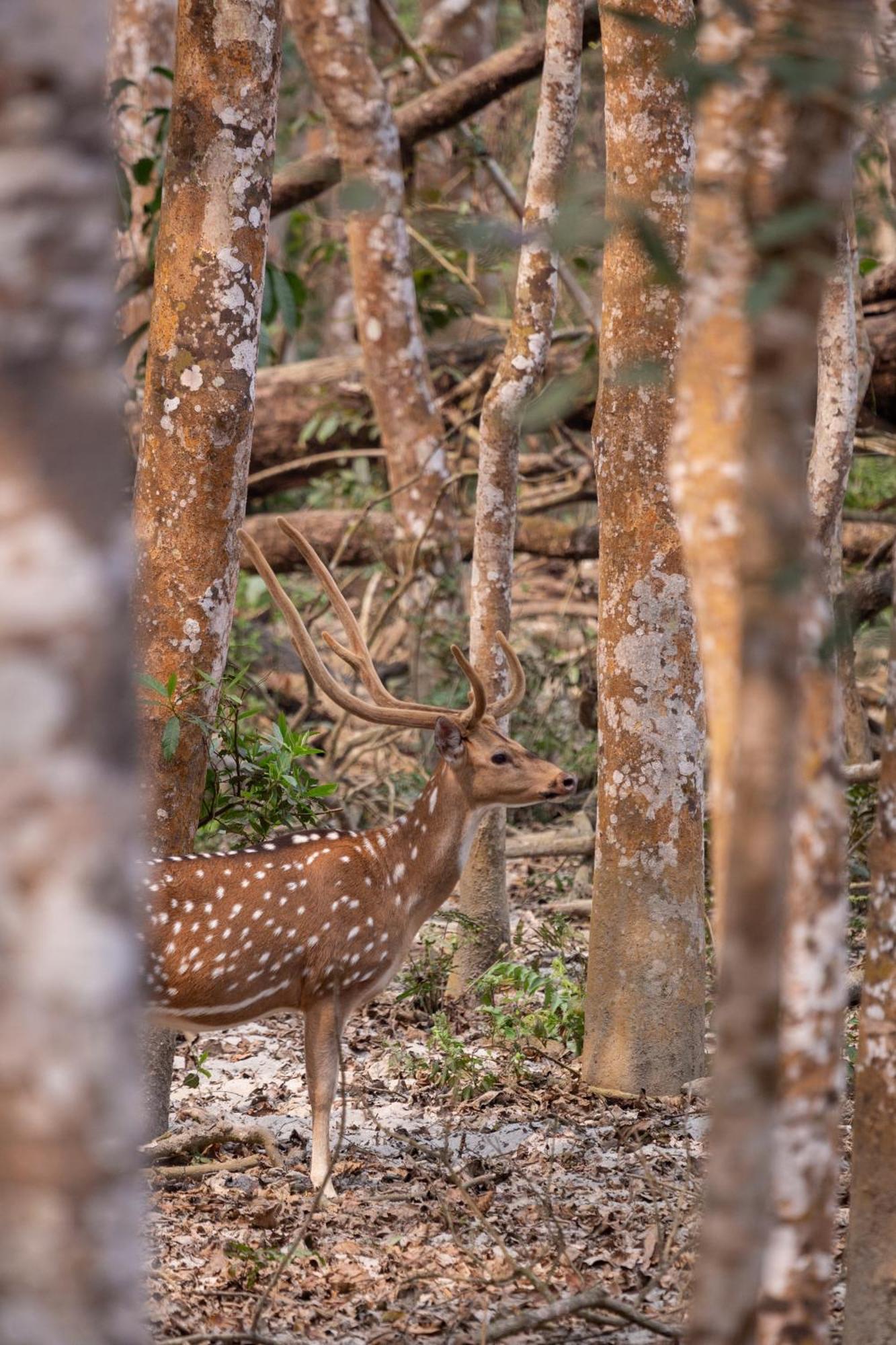 Sanctuary Chitwan National Park จิตวัน ภายนอก รูปภาพ