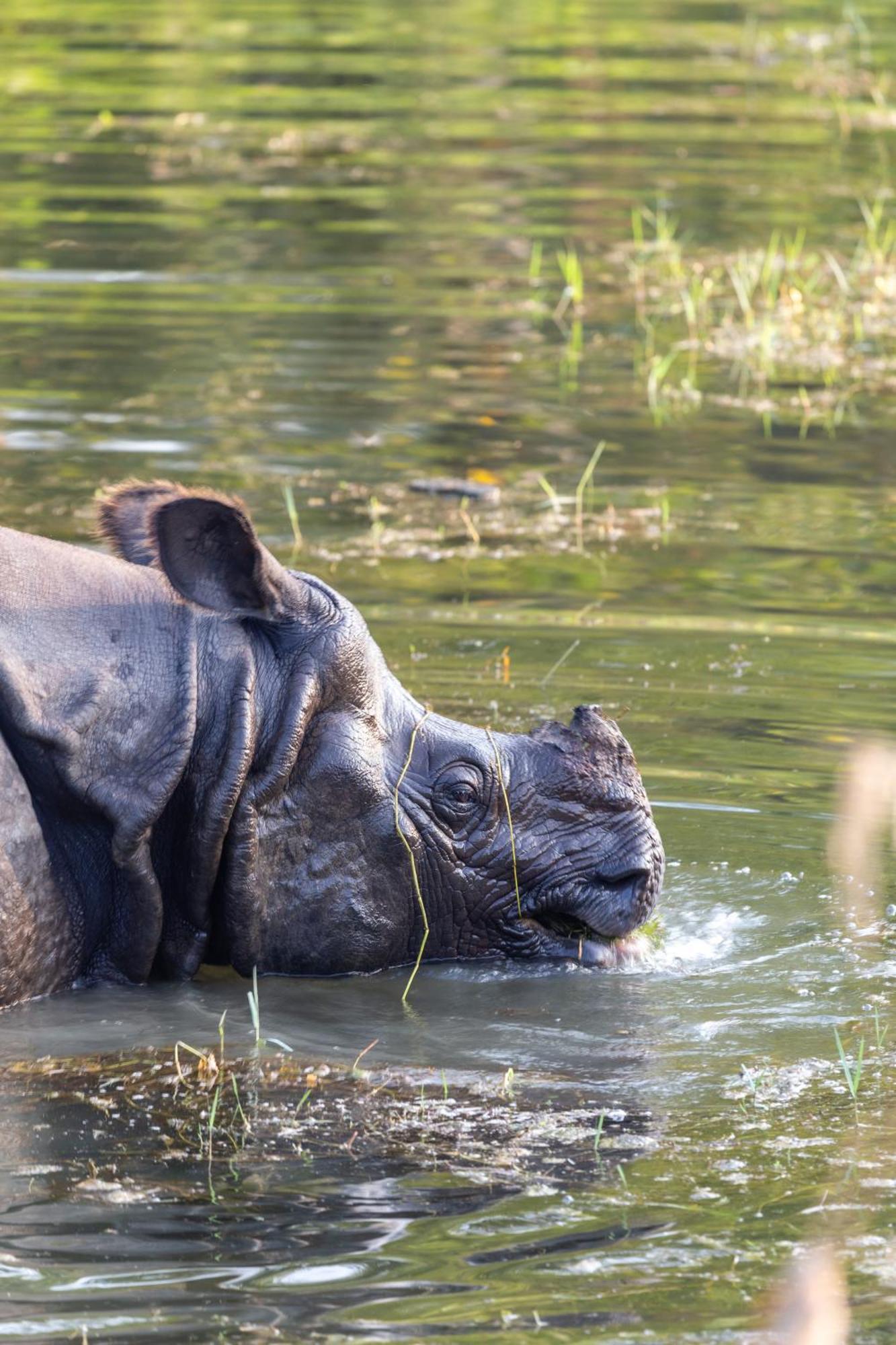 Sanctuary Chitwan National Park จิตวัน ภายนอก รูปภาพ