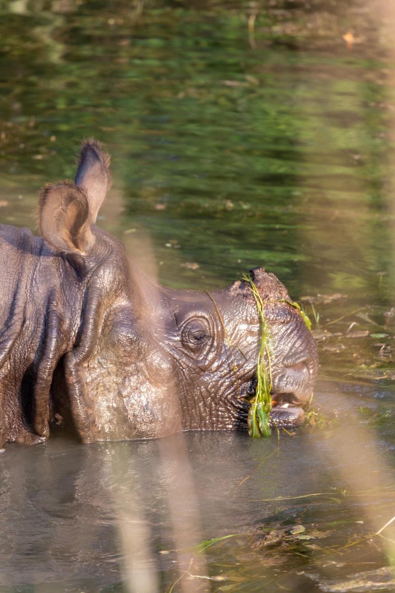 Sanctuary Chitwan National Park Hotel ภายนอก รูปภาพ