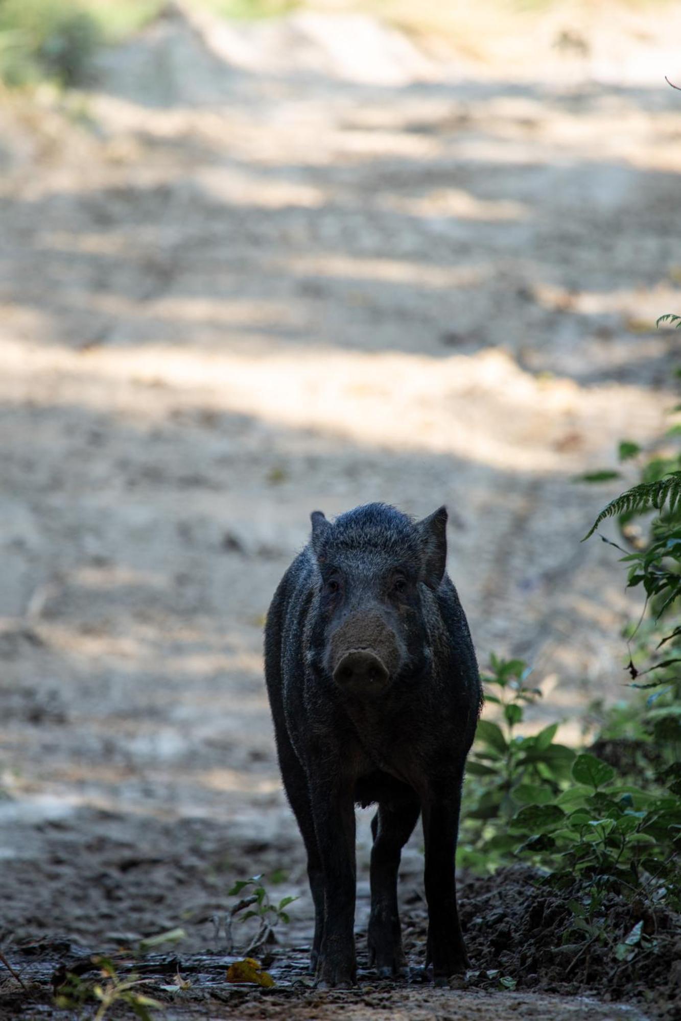 Sanctuary Chitwan National Park จิตวัน ภายนอก รูปภาพ