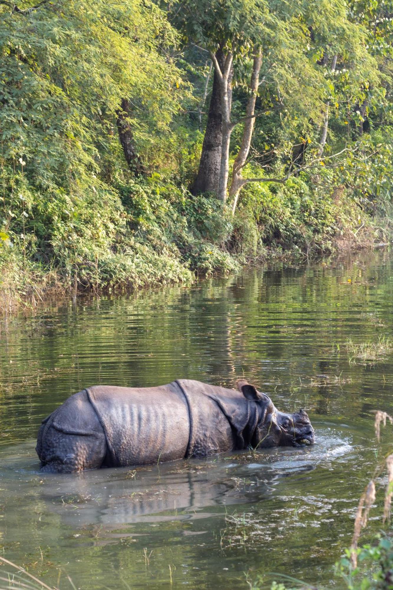 Sanctuary Chitwan National Park จิตวัน ภายนอก รูปภาพ