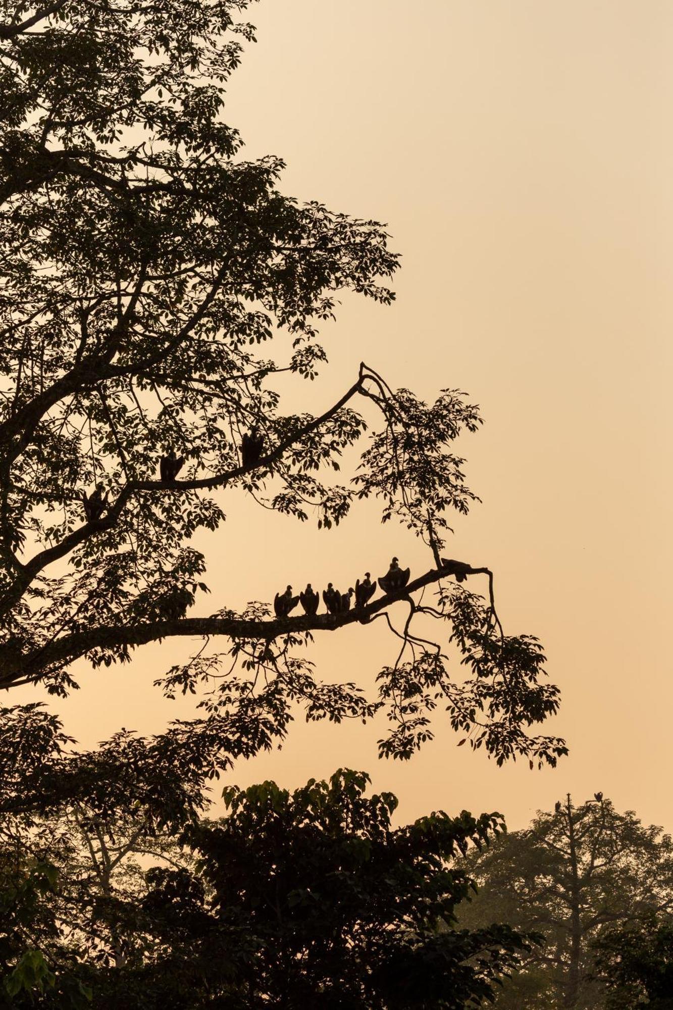 Sanctuary Chitwan National Park จิตวัน ภายนอก รูปภาพ