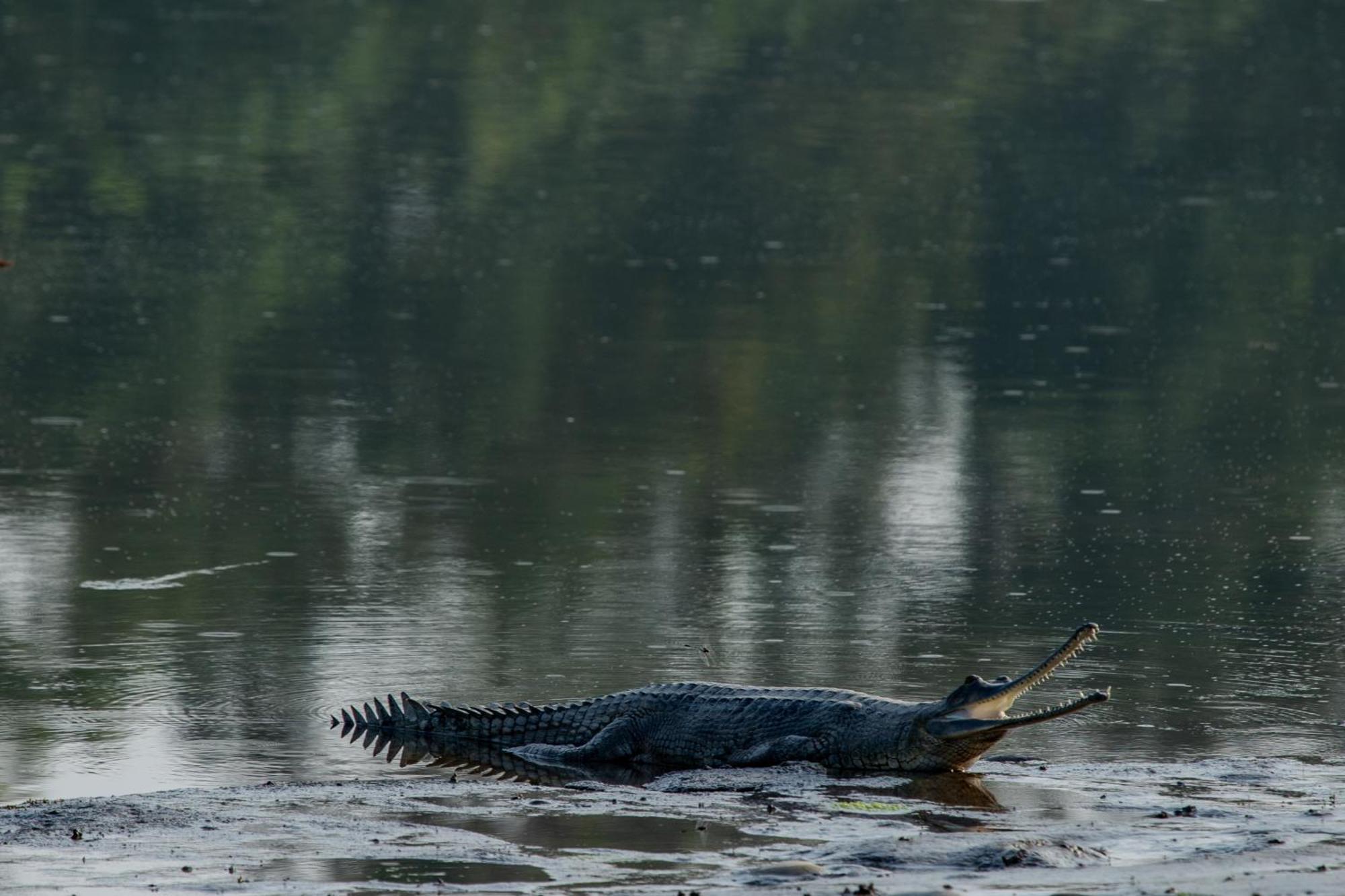 Sanctuary Chitwan National Park จิตวัน ภายนอก รูปภาพ