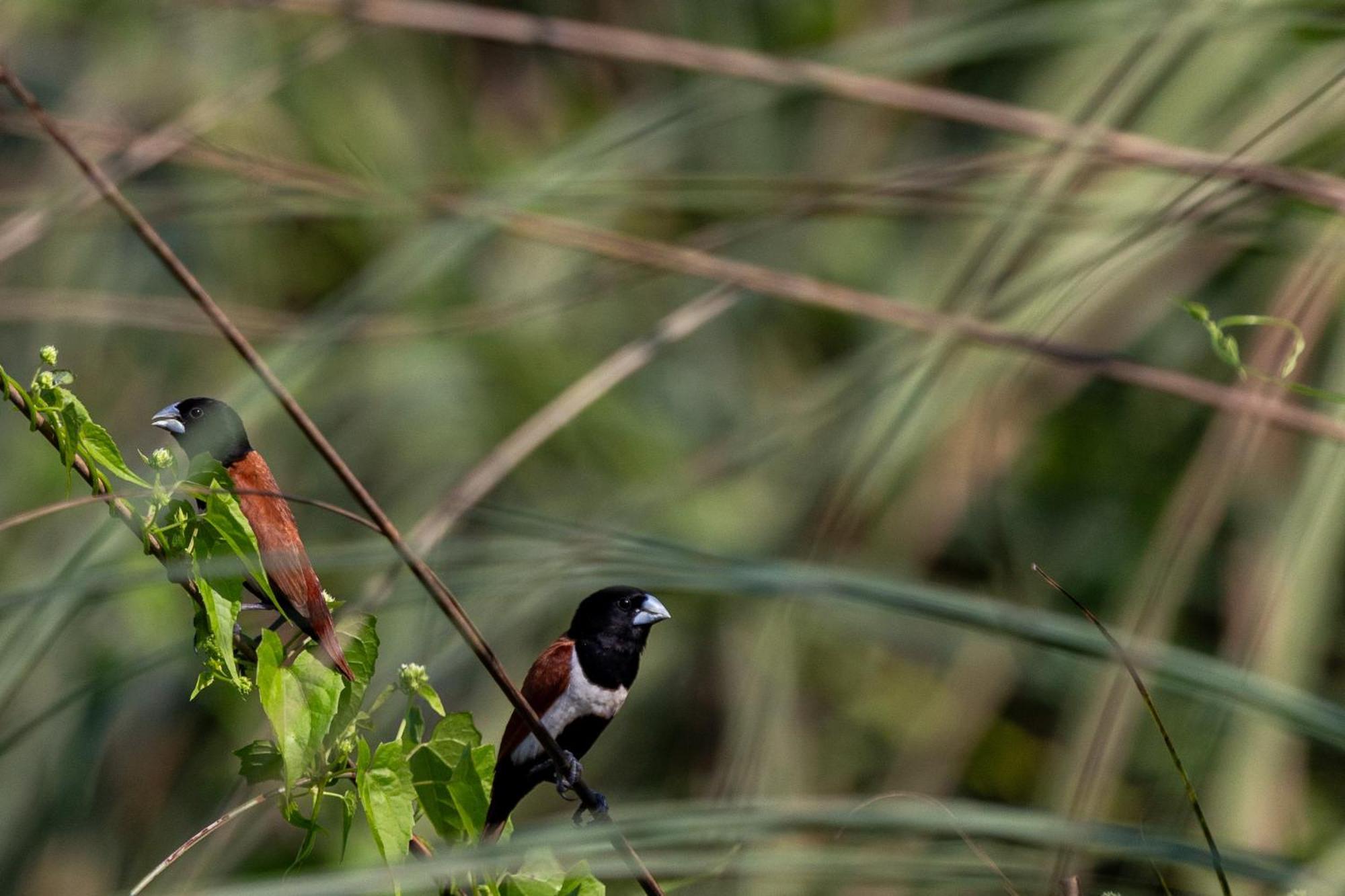 Sanctuary Chitwan National Park จิตวัน ภายนอก รูปภาพ