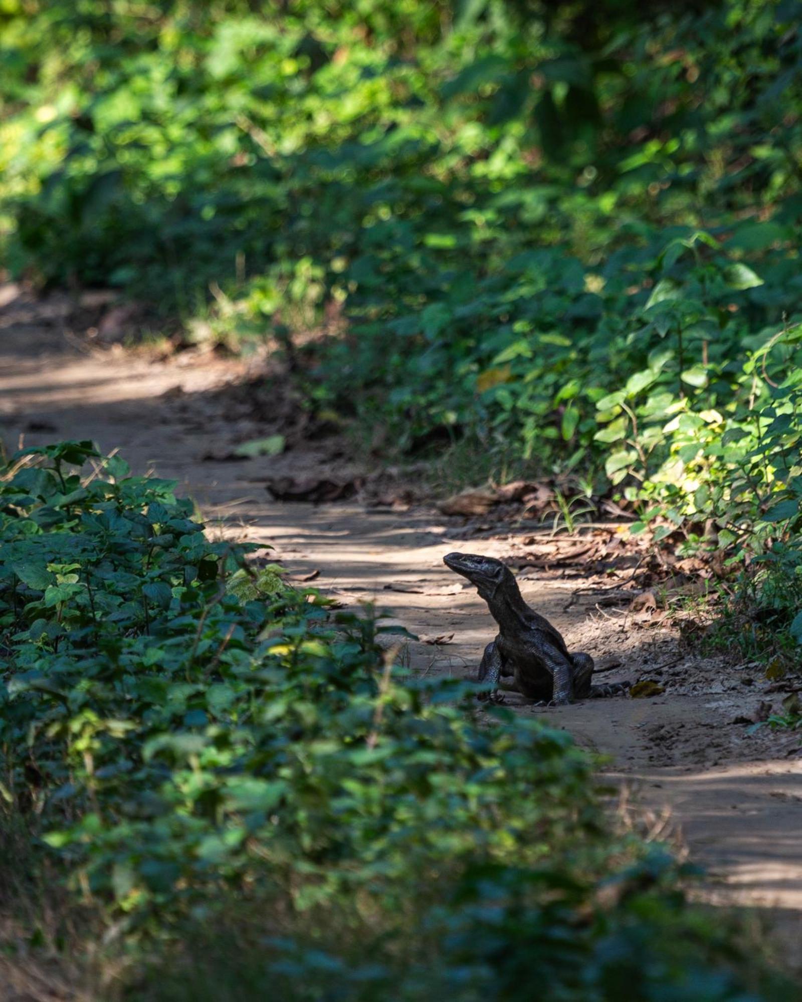 Sanctuary Chitwan National Park จิตวัน ภายนอก รูปภาพ