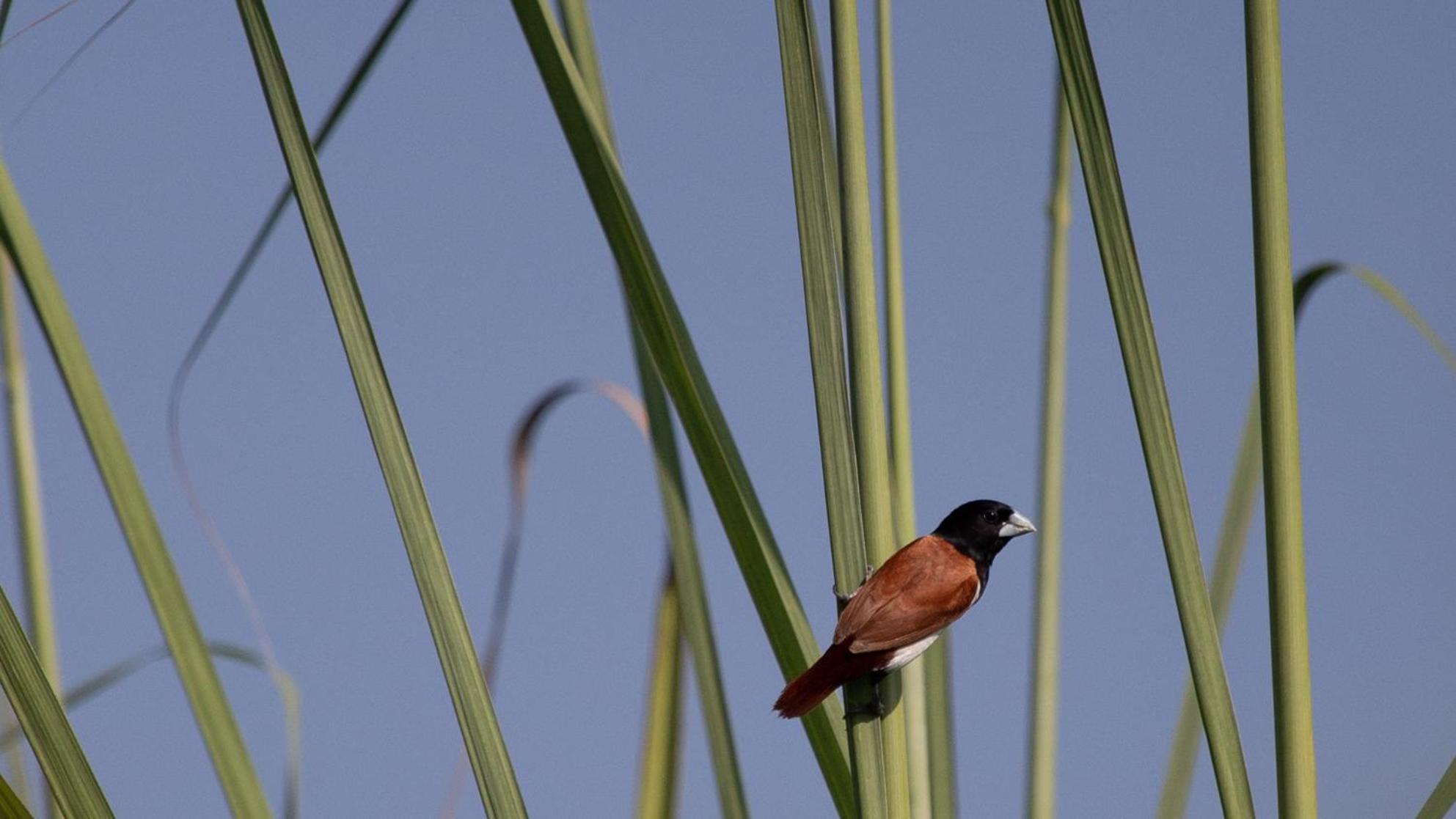 Sanctuary Chitwan National Park Hotel ภายนอก รูปภาพ