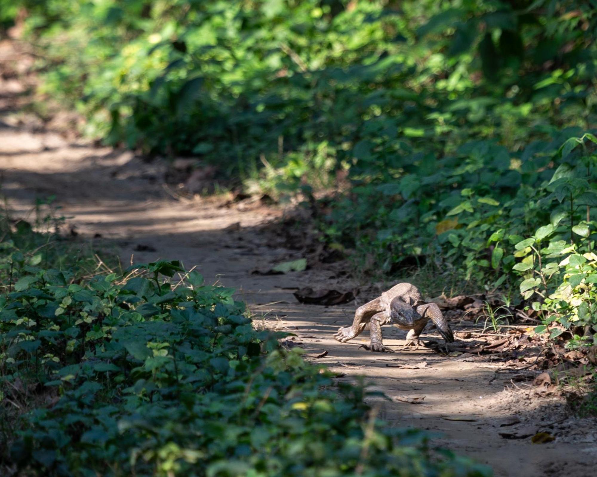 Sanctuary Chitwan National Park Hotel ภายนอก รูปภาพ